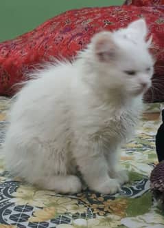 Persian Kittens for Sale