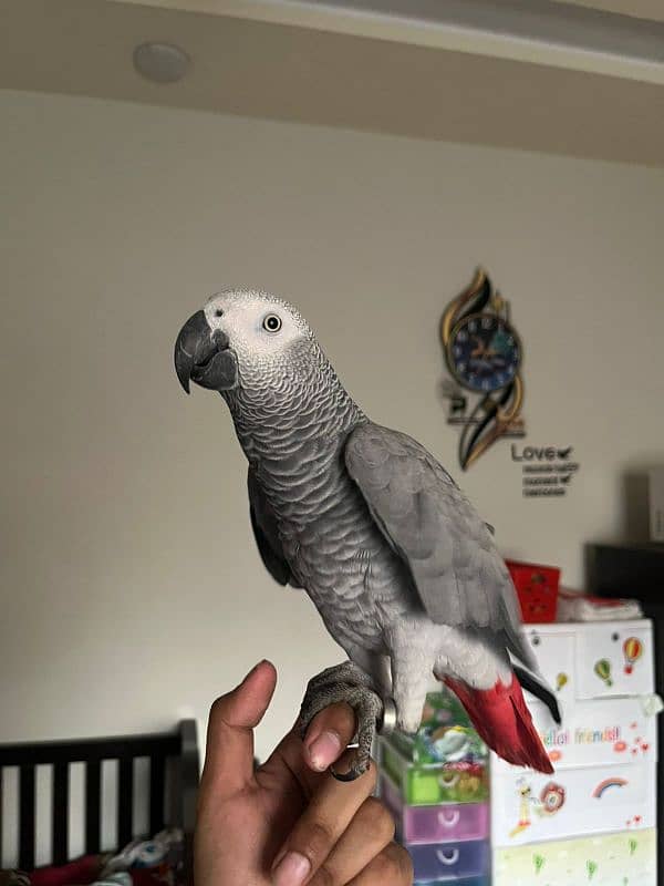 African grey parrots 0