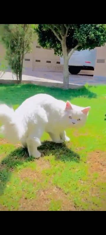 female Persian cat  white color blue eyes healthy 0