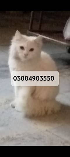 Persian Cat for Sale