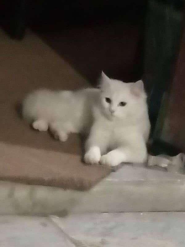 Persian Cat for Sale In Kasur City 1