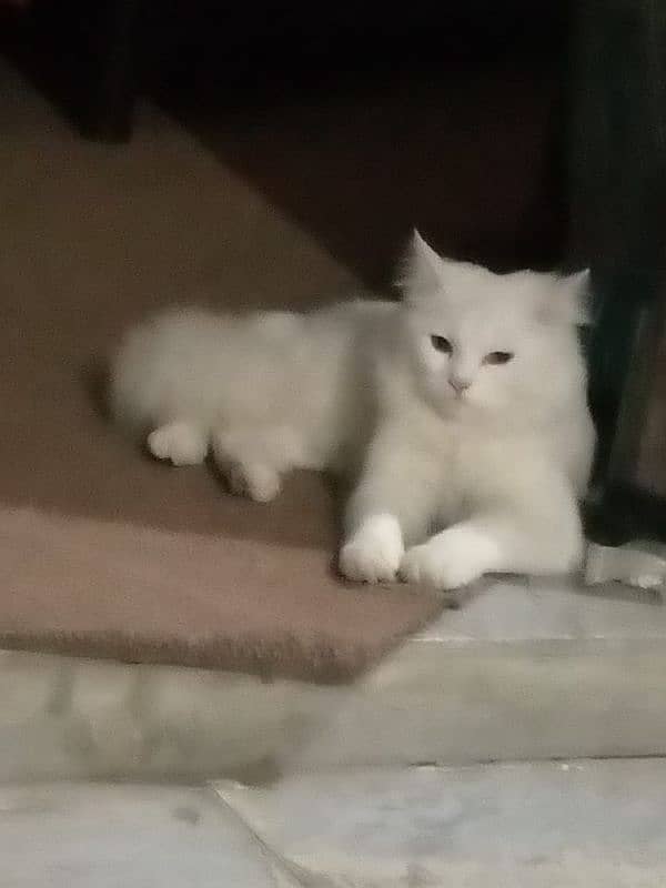 Persian Cat for Sale In Kasur City 2