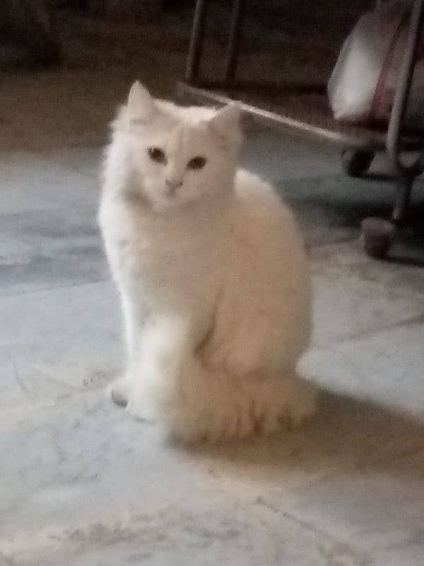 Persian Cat for Sale In Kasur City 3