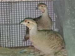 handtamed male female pair