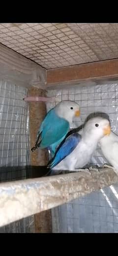 Lovebirds