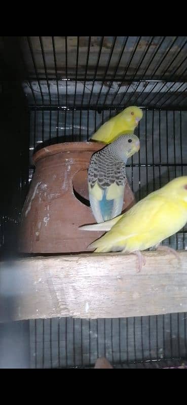 Lovebirds pair 4