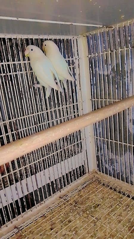 albino split to split Red eye pairs for sale 2