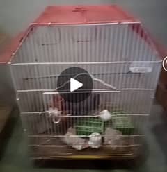 Cages and breeding box