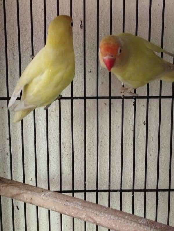 decino male for sell 3