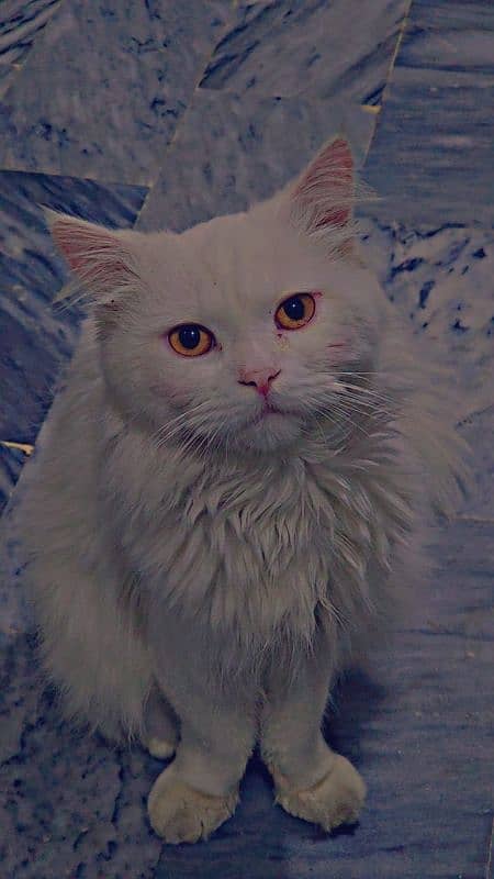 persian cat 2