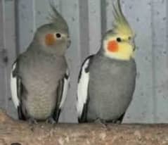 Cockatiel