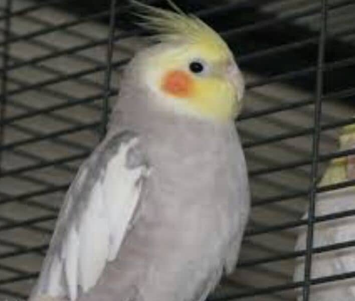 Cockatiel 1