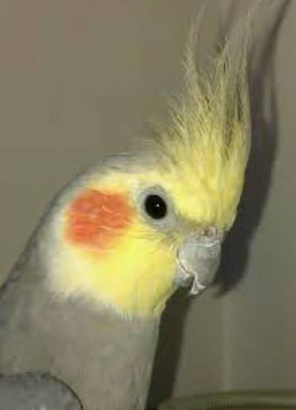 Cockatiel 2