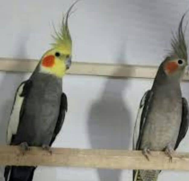 Cockatiel 4