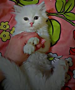 Playfull kittens Only real buyer can contact me.