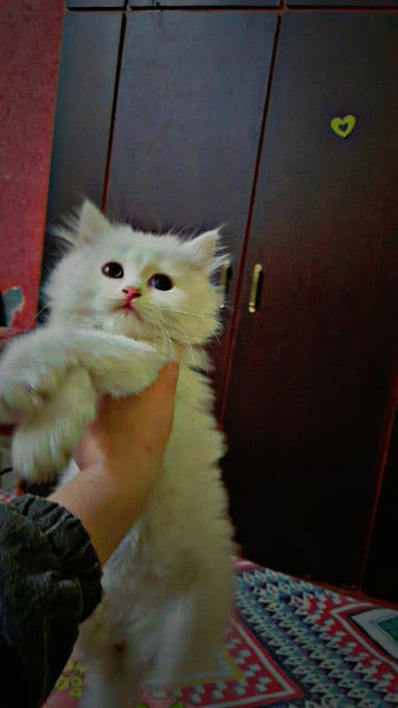 Playfull kittens Only real buyer can contact me. 0