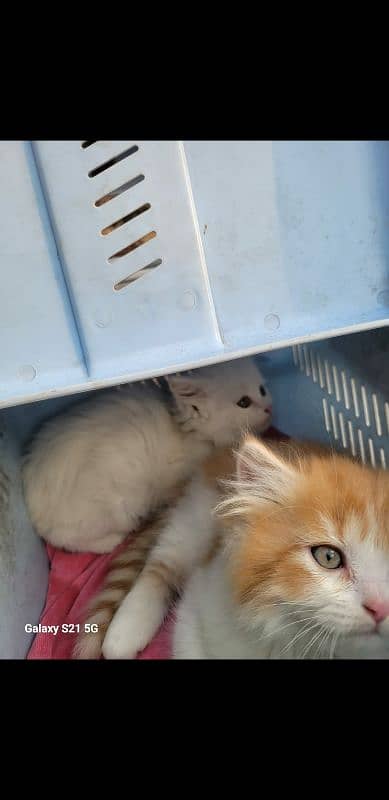 Playfull kittens Only real buyer can contact me. 10