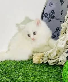 quality Persian panch face cate & kittan male female both available h