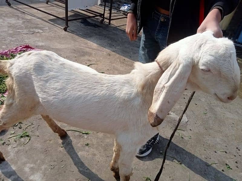 goat rajanpuri 3