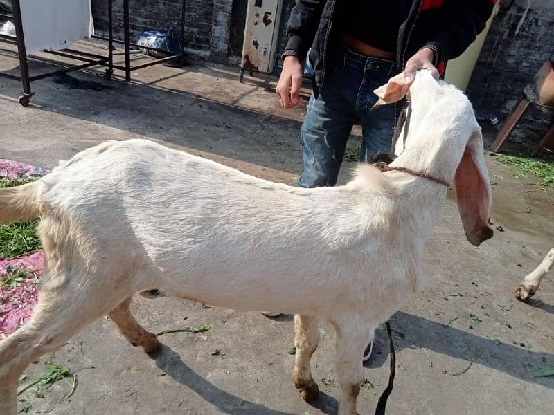 goat rajanpuri 4