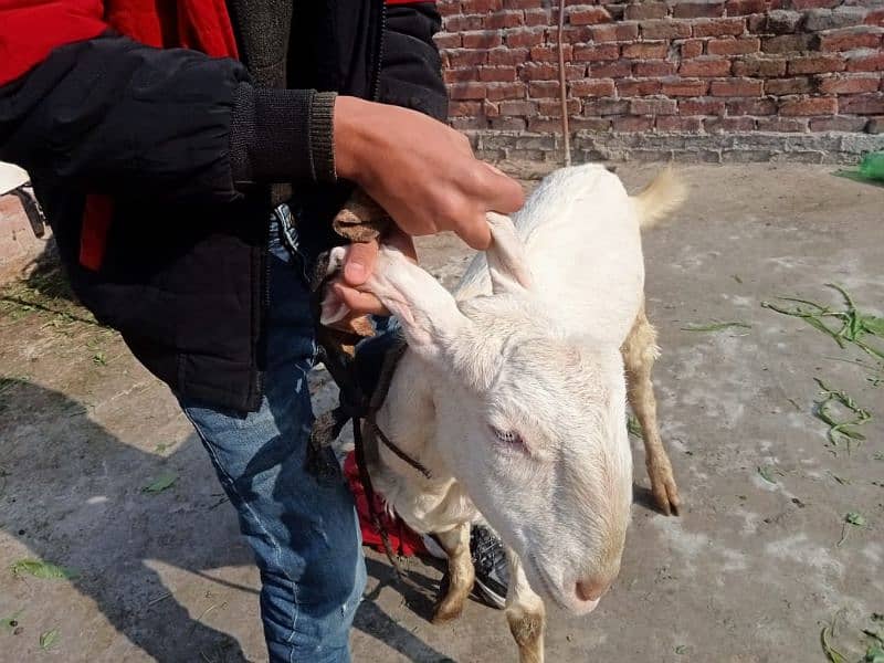 goat rajanpuri 6