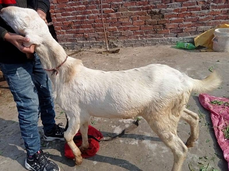 goat rajanpuri 7