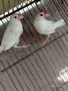 White Java Breeder Pair