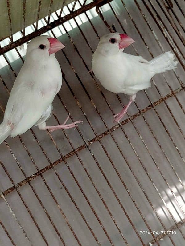 White Java Breeder Pair 0