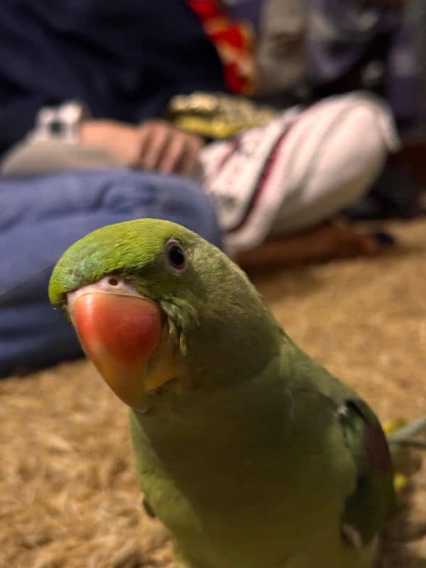 Raw Parrot 0