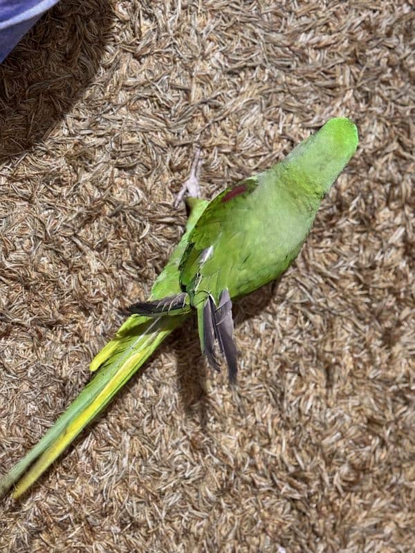 Raw Parrot 8