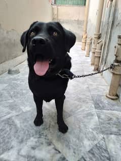 Labrador In black colour