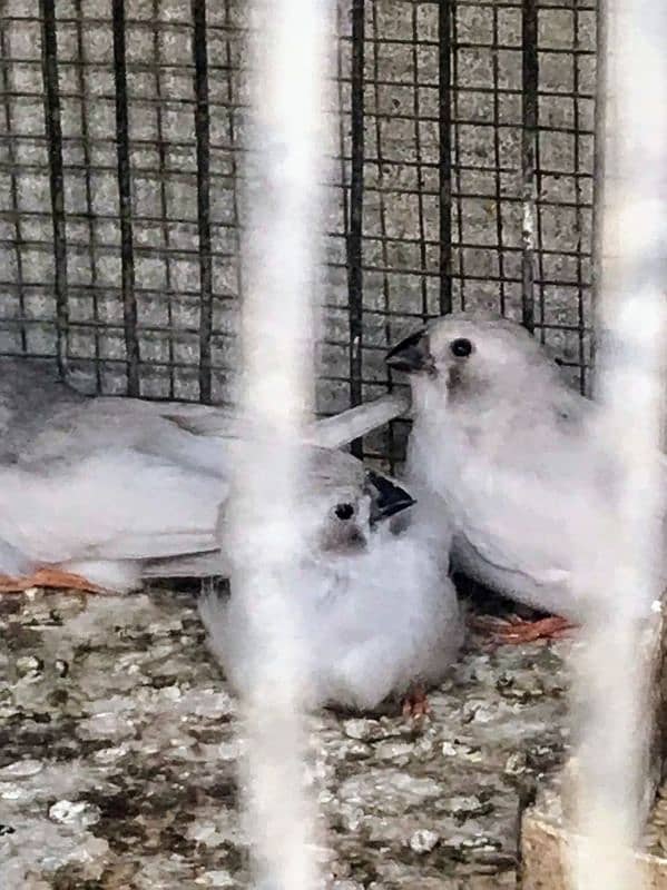 full white finch 2