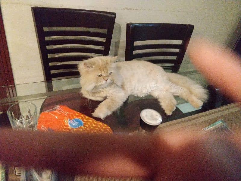 Persian Cat Vaccinated 1