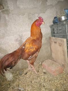 selling aseel hen