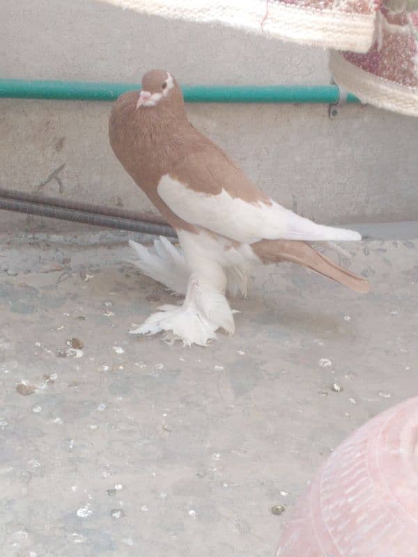 Fancy pigeon 3