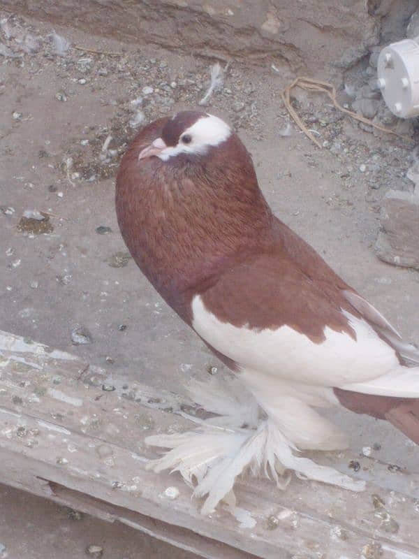 Fancy pigeon 4