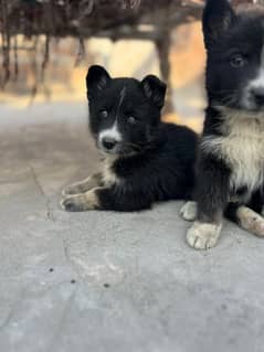 Siberian Husky puppies for sale vaccine complete