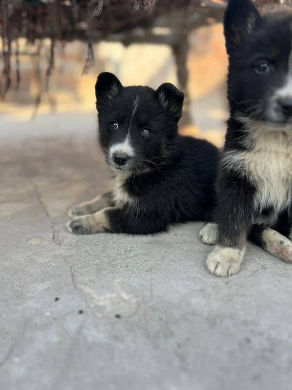 Siberian Husky puppies for sale vaccine complete 1