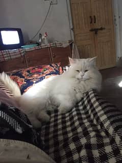 so Beautiful male cat available in burewala