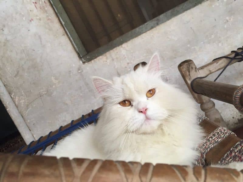 so Beautiful male cat available in burewala 1