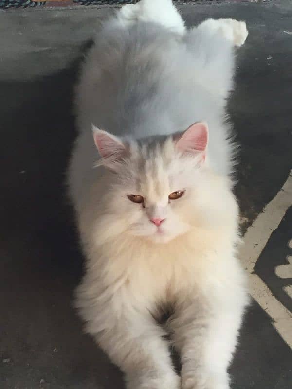 so Beautiful male cat available in burewala 3