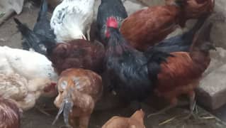 Gar ki Desi Male Hen only Murga Per Kg 1500