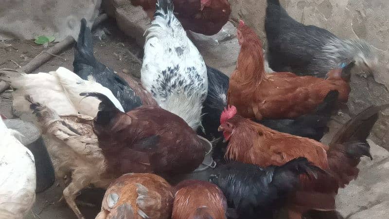 Gar ki Desi Male Hen only Murga Per Kg 1500 1