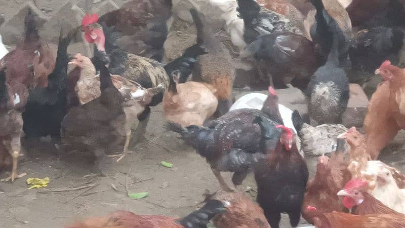 Gar ki Desi Male Hen only Murga Per Kg 1500 2