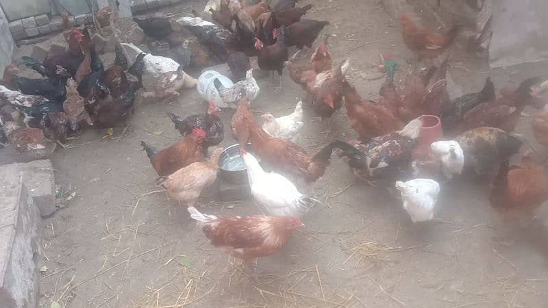 Gar ki Desi Male Hen only Murga Per Kg 1500 3