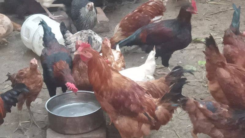 Gar ki Desi Male Hen only Murga Per Kg 1500 4