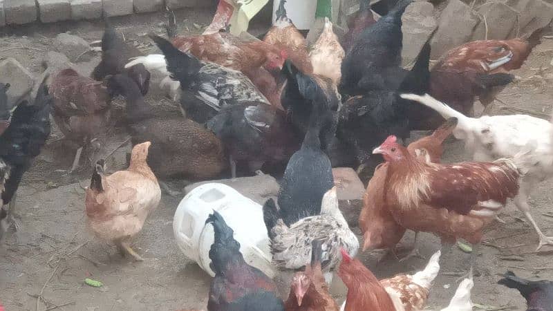 Gar ki Desi Male Hen only Murga Per Kg 1500 5