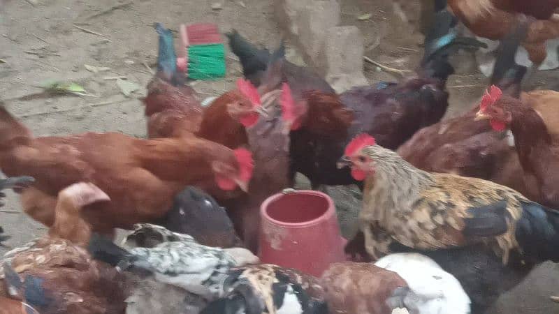 Gar ki Desi Male Hen only Murga Per Kg 1500 6