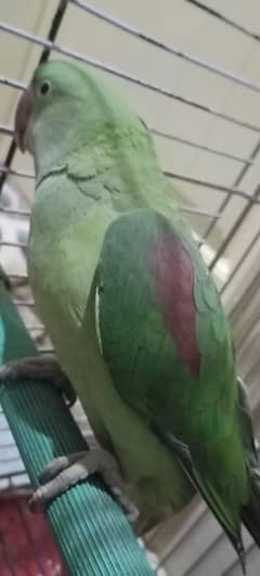 raw parrot