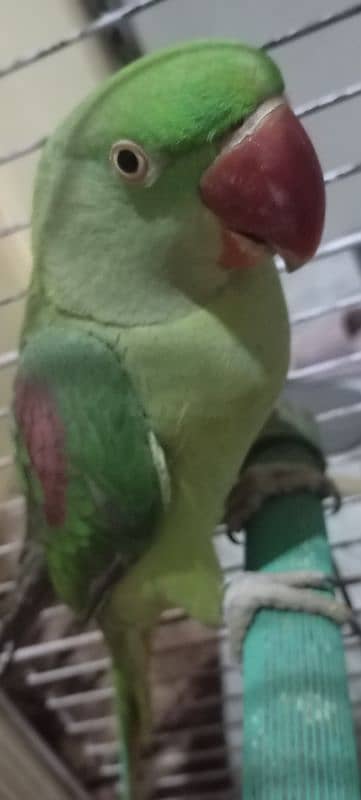 raw parrot 3